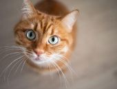 � ����� ����� ����������� � ������ ���� ���