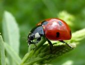 ����� ������� ������ �������� � ����� �� �������� ��������� 