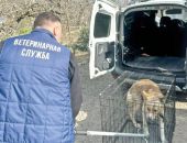 ����������� ������: ������ ��������� ������� �������� �������� ����� ������