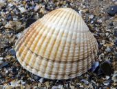 ����� ������������ ������� ��������������� � �������� ����