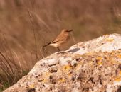 ������ � ��������� ����