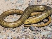 � ����� �� ������ ������ ����� �������� ������� 