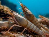 ��������������� �������� ����������� �������� ����