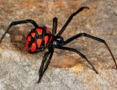 � ����� ������������ ������ ���������  ������� ������ - ����������