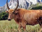 � ������ � ����� ����� ������� �������� ��������-��������� ����