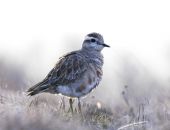 ��������� ������������ � ������������� ����� ���� �����, ������ �� ��������� � ������ ��������� ������ � ��������� ������� ��� "������ ������"