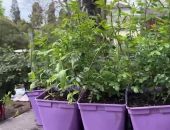 � ���� �������� ���������� �������