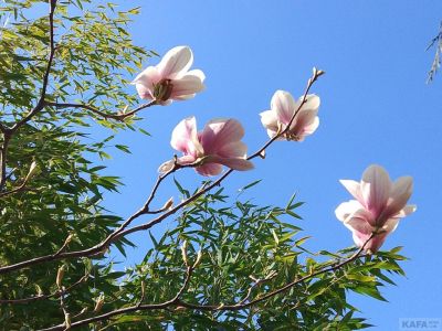 �������� ��������: �������� �����