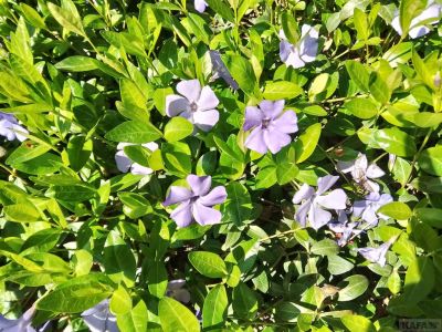 �������� ��������: �������� �����