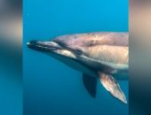 � ������� ��������� ��� ������ ��� ����� �������-����������