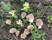 � ����� ������� ���� ������������ �����