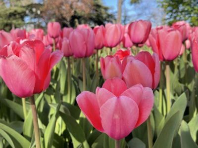 � ����� �������� ����������� �� �������� ������� ���������