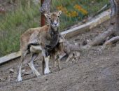 � ��������  ����� � �������� ������� �������