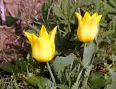 �������� ����������� �����