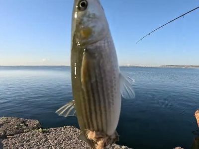 � ������� ����� ��������� ������