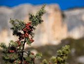 ����������� ������ ��������  � ���������� ������� ������������� ��������������