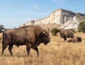 ����� ����������� ��� ��������� ����� ������ � �����