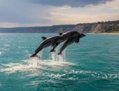 � ������ ���� ����������� ��������� 