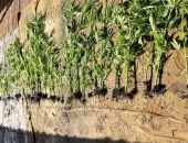 ���������, ����������� 53 ����� �������, �������� �� ������ ����������