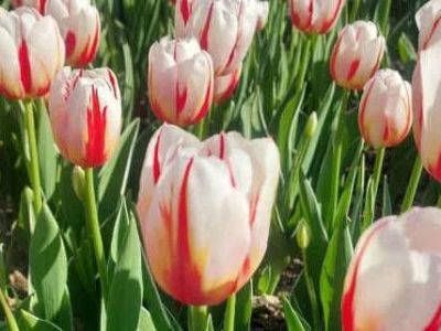 � ��������� ������������ ���� ������� �������� ������ ���������