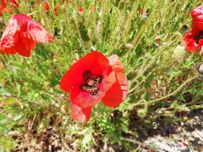 �������� ��������: 2 ��� �� ����