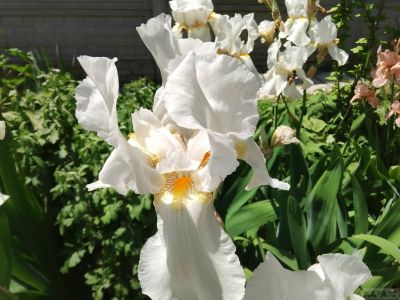 �������� ��������: 2 ��� �� ����