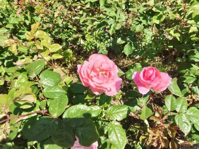�������� ��������: 2 ��� �� ����