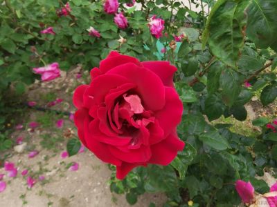 ������ ���� ����: �������� � �����