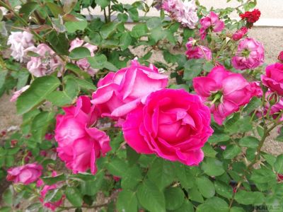 ������ ���� ����: �������� � �����