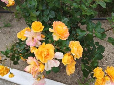 ������ ���� ����: �������� � �����
