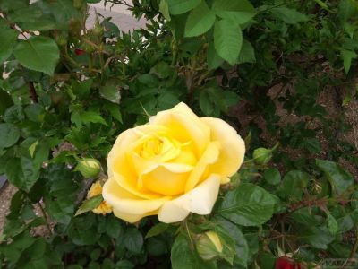 ������ ���� ����: �������� � �����