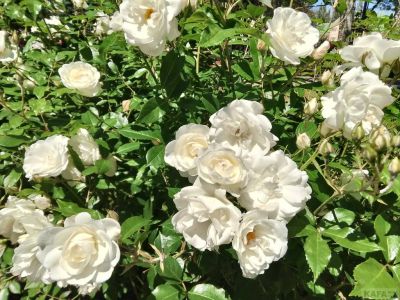 ������ ���� ����: �������� � �����