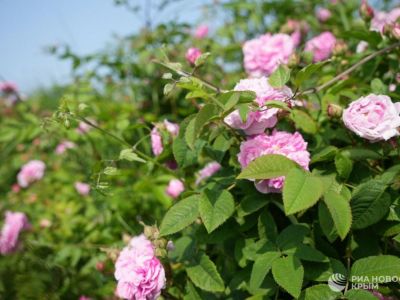 � ����� ���� �������� ������ ������ �������������� ����, ����� �������� �������