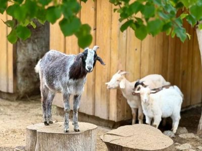 � ���� ���� � ����������� ��������  20 ������