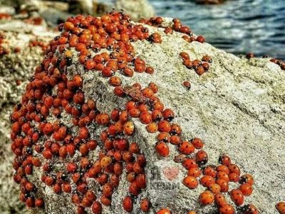 � ����� �������� ��������� ������ �������