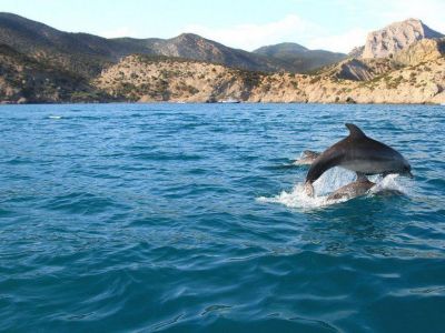 � ����� �������� ������ ���� ���������� � ������ 