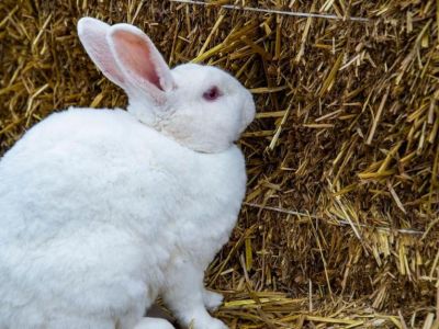 � ����� ������� ���������� ������  ��������