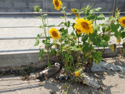 �� ���������� �������� �������� ����������