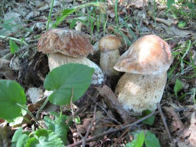 � ����� ������������ ����� ������ ������ �� �����