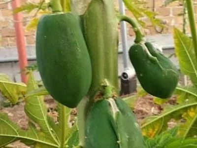 � ����� ��������� ���������� ����������� ������