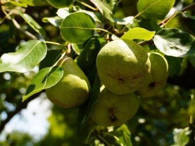 � ���� �� ��� ��� ���������� �����, ������� ������� �����