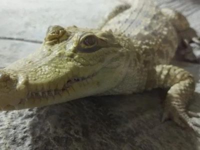 ������ ��������� �� ���� ��������� � ��������  