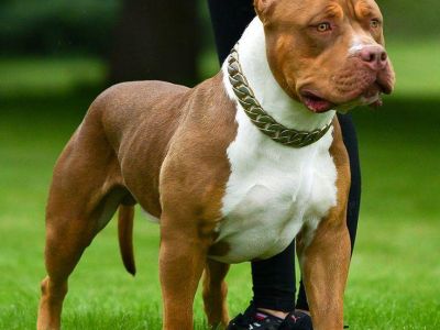 � ����� ���������� ������������ ���������� ��� ���������� ���������� ����� 