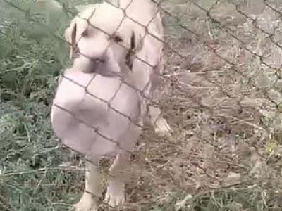 � ����������� ������ ������� ���������� ������� ������