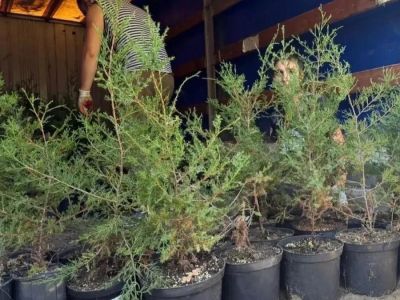 � ���� ���������� ������������� ��������