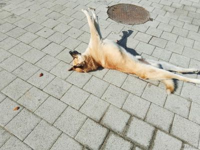 ����� ��������� �� ��������
