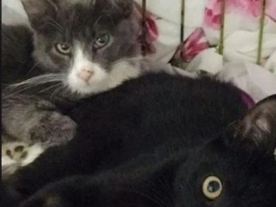 � ��������� ����� � �������� ������ �����������  �����