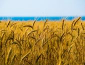 В Крыму ожидается богатый урожай