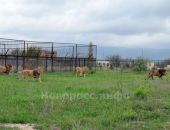 На сафари-парк в Белогорске обратила внимание комиссия Крыма по земельным вопросам