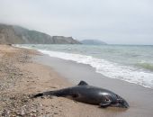 Россия будет разбираться, почему в Черном море гибнут дельфины